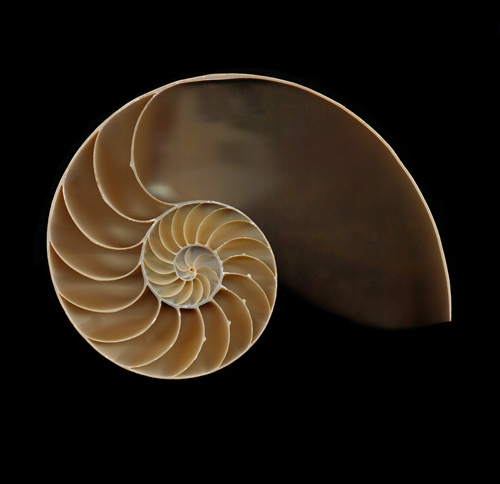 Nautilus