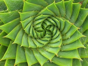 Aloe