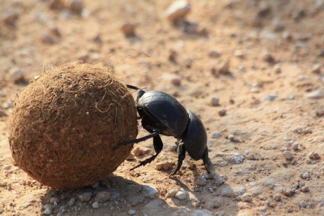 Scarabeo_stercorario_al_lavoro